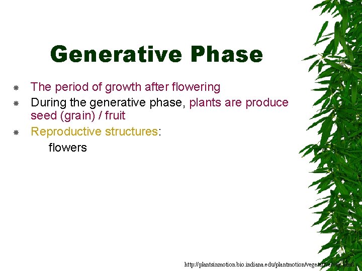 Generative Phase The period of growth after flowering During the generative phase, plants are