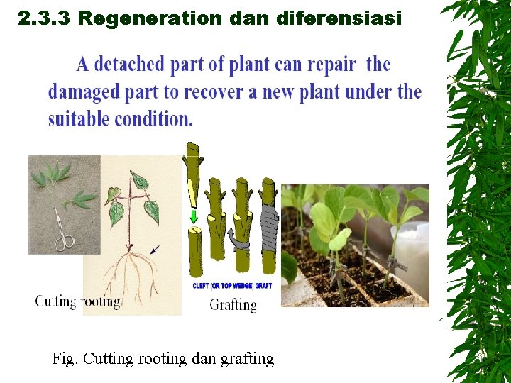 2. 3. 3 Regeneration dan diferensiasi Fig. Cutting rooting dan grafting 