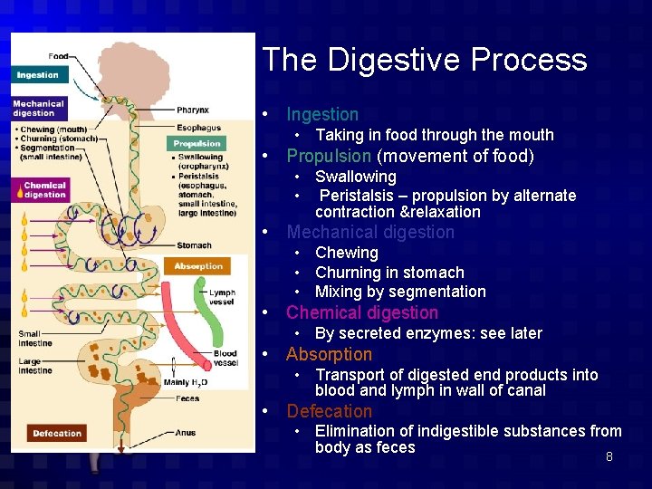 The Digestive Process • Ingestion • Taking in food through the mouth • Propulsion