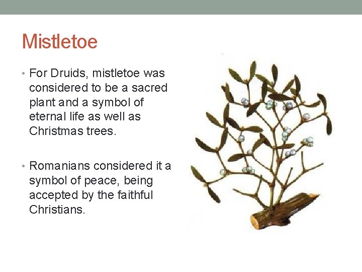 Mistletoe • For Druids, mistletoe was considered to be a sacred plant and a