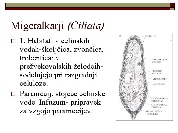 Migetalkarji (Ciliata) o o 1. Habitat: v celinskih vodah-školjčica, zvončica, trobentica; v prežvekovalskih želodcihsodelujejo