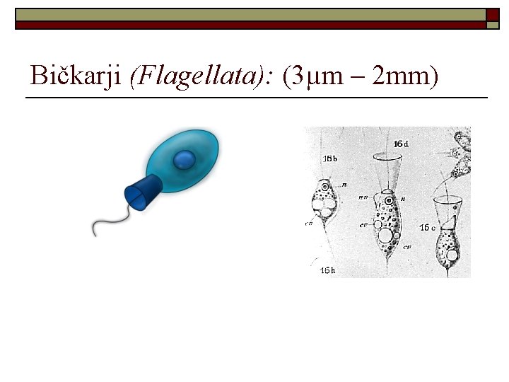 Bičkarji (Flagellata): (3µm – 2 mm) 