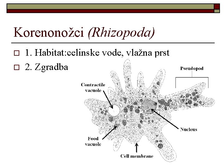 Korenonožci (Rhizopoda) o o 1. Habitat: celinske vode, vlažna prst 2. Zgradba 