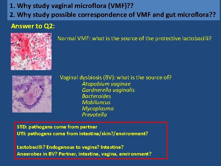 1. Why study vaginal microflora (VMF)? ? 2. Why study possible correspondence of VMF