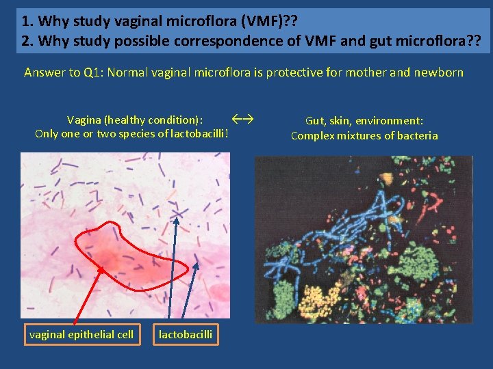 1. Why Abundance study vaginal and diversity microflora of microbes (VMF)? ? on the