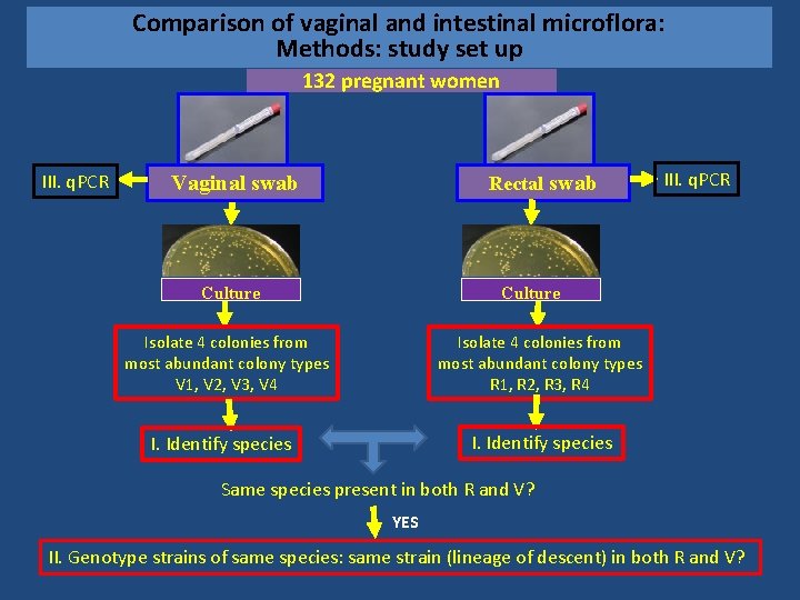 Comparison of vaginal and intestinal microflora: Methods: study set up 132 pregnant women III.