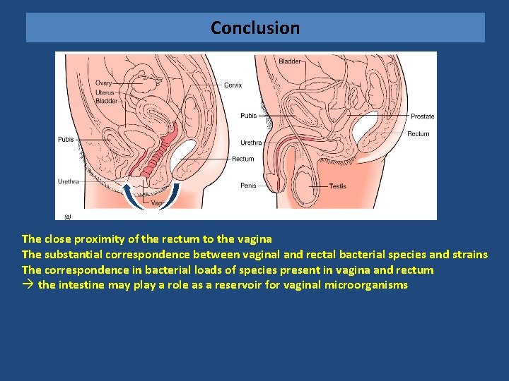 Conclusion The close proximity of the rectum to the vagina The substantial correspondence between