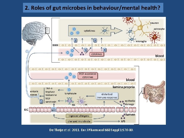 2. Roles of gut microbes in behaviour/mental health? De Theije et al. 2011. Eur