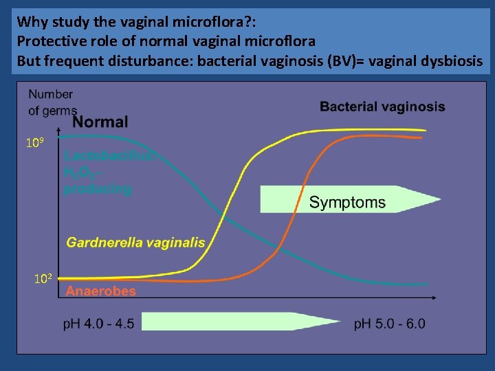 Why study the vaginal microflora? : Protective role of normal vaginal microflora But frequent