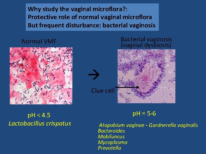 Why study the vaginal microflora? : Protective role of normal vaginal microflora But frequent
