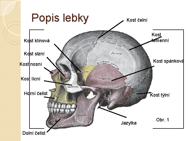 Popis lebky Kost čelní Kost temenní Kost klínová Kost slzní Kost spánková Kost nosní