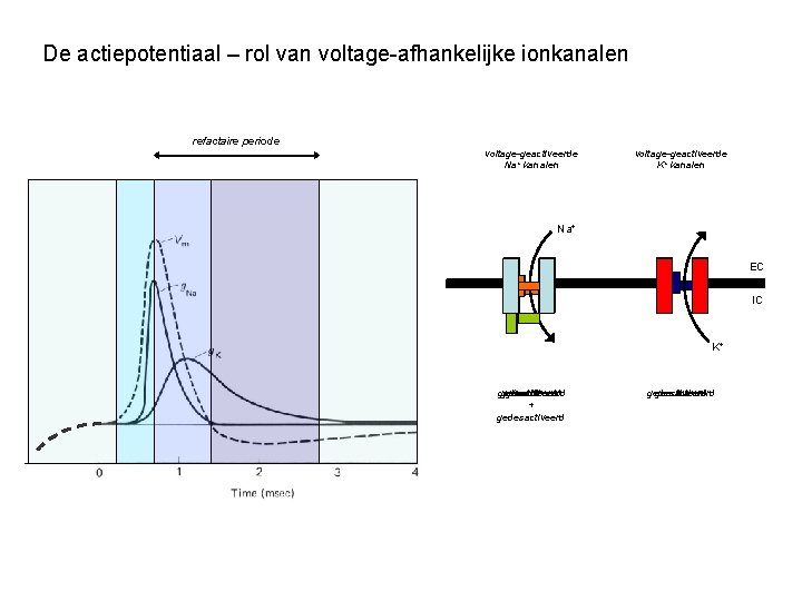 De actiepotentiaal – rol van voltage-afhankelijke ionkanalen refactaire periode voltage-geactiveerde Na+ kanalen voltage-geactiveerde K+