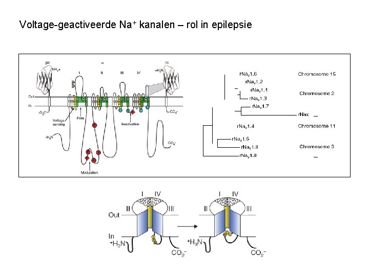 Voltage-geactiveerde Na+ kanalen – rol in epilepsie 