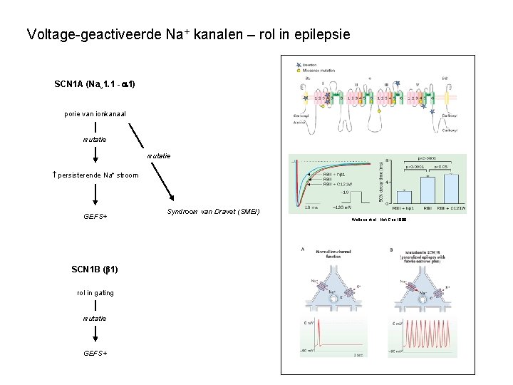 Voltage-geactiveerde Na+ kanalen – rol in epilepsie SCN 1 A (Nav 1. 1 -