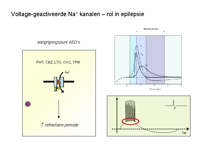 Voltage-geactiveerde Na+ kanalen – rol in epilepsie aangrijpingspunt AED’s PHT, CBZ, LTG, OXC, TPM
