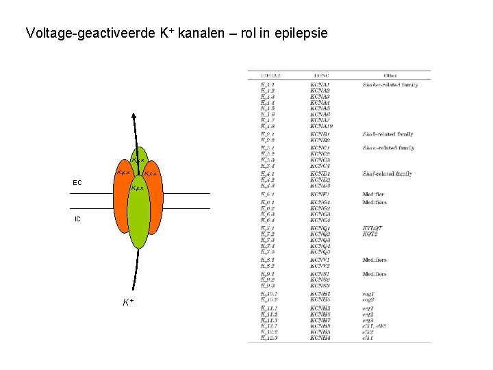 Voltage-geactiveerde K+ kanalen – rol in epilepsie Kvx. x EC Kvx. x IC K+