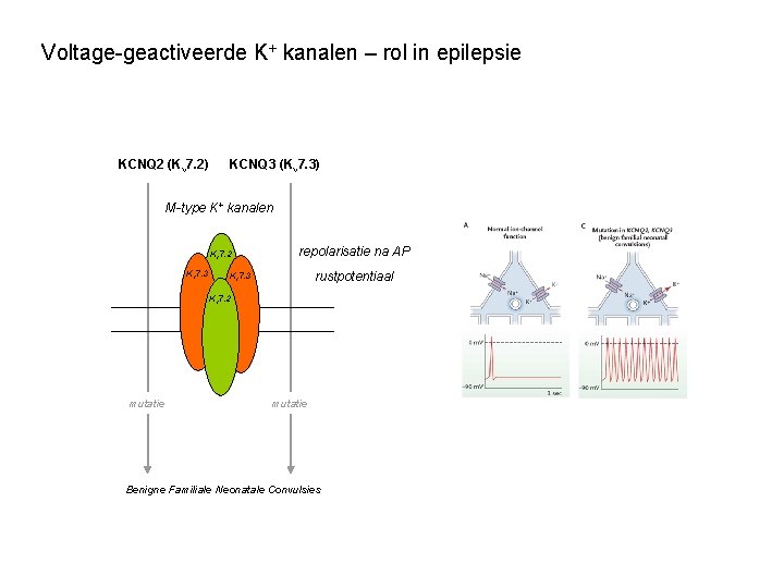 Voltage-geactiveerde K+ kanalen – rol in epilepsie KCNQ 2 (Kv 7. 2) KCNQ 3