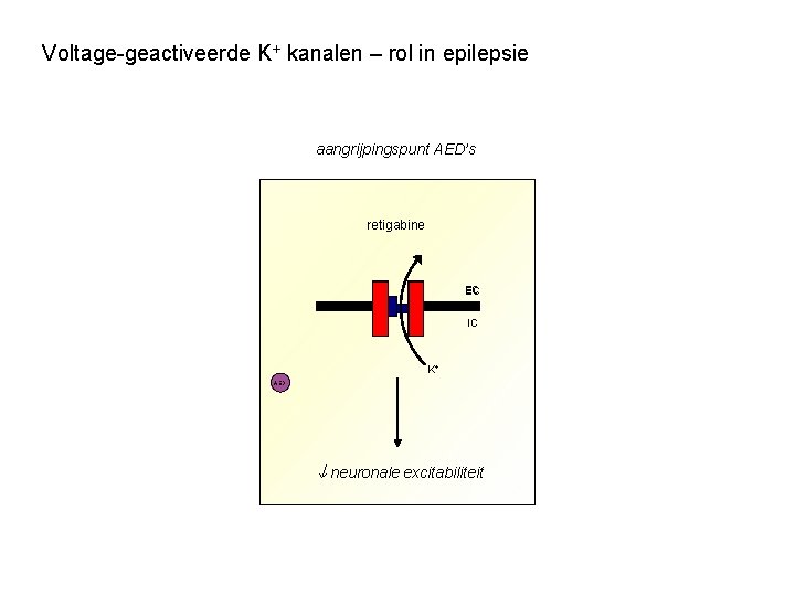 Voltage-geactiveerde K+ kanalen – rol in epilepsie aangrijpingspunt AED’s retigabine EC IC K+ AED