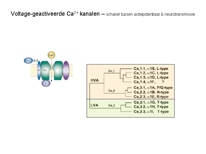 Voltage-geactiveerde Ca 2+ kanalen – schakel tussen actiepotentiaal & neurotransmissie 