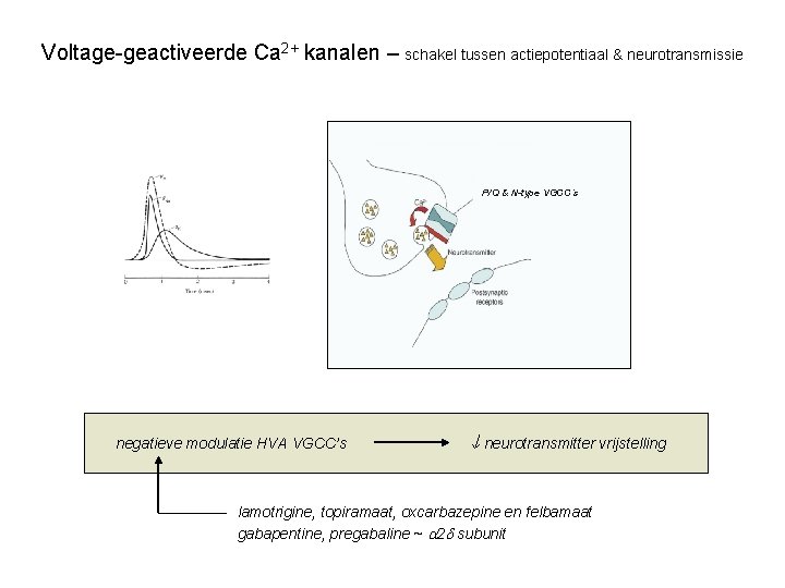 Voltage-geactiveerde Ca 2+ kanalen – schakel tussen actiepotentiaal & neurotransmissie P/Q & N-type VGCC’s