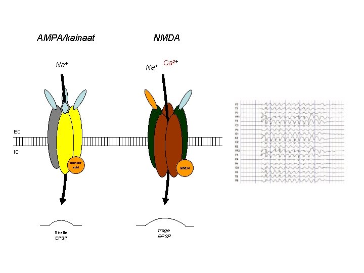 AMPA/kainaat Na+ NMDA Na+ Ca 2+ EC IC domoic acid Snelle EPSP NMDA trage