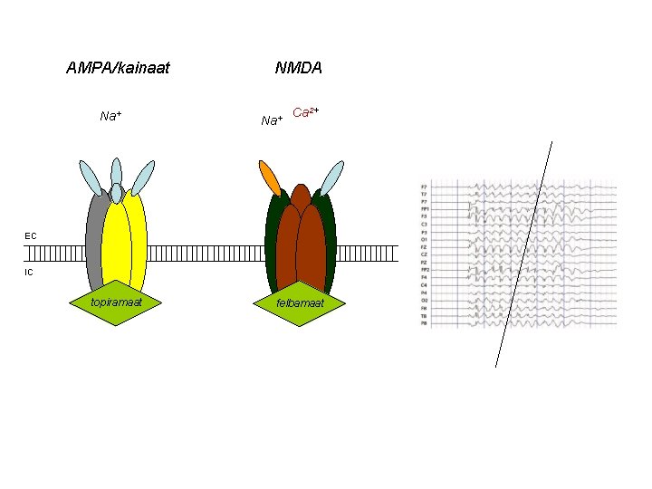 AMPA/kainaat Na+ NMDA Na+ Ca 2+ EC IC topiramaat felbamaat 