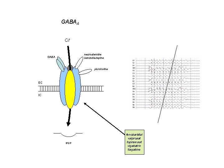 GABAA Clneurosteroïde benzodiazepine GABA picrotoxine EC IC IPSP fenobarbital valproaat topiramaat vigabatrin tiagabine 