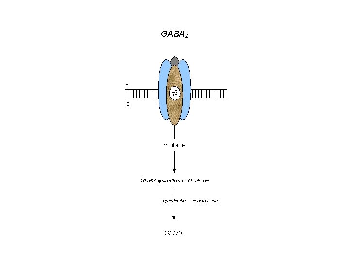 GABAA EC 2 IC mutatie GABA-gemedieerde Cl- stroom dysinhibitie GEFS+ ~ picrotoxine 