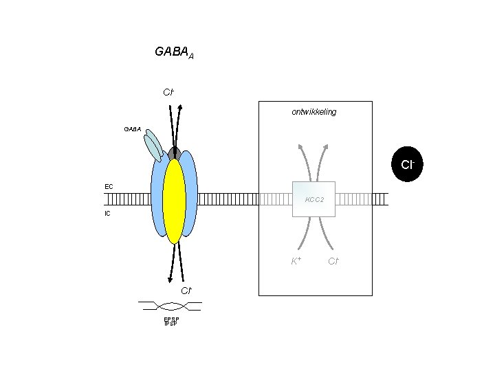 GABAA Clontwikkeling GABA Cl. EC KCC 2 IC K+ Cl. EPSP IPSP Cl- 