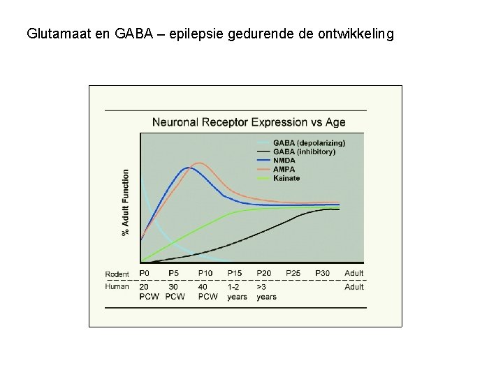 Glutamaat en GABA – epilepsie gedurende de ontwikkeling 