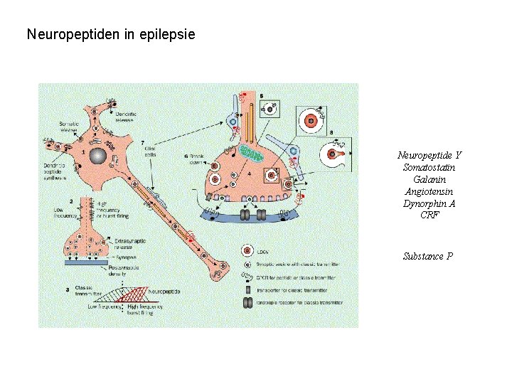 Neuropeptiden in epilepsie Neuropeptide Y Somatostatin Galanin Angiotensin Dynorphin A CRF Substance P 