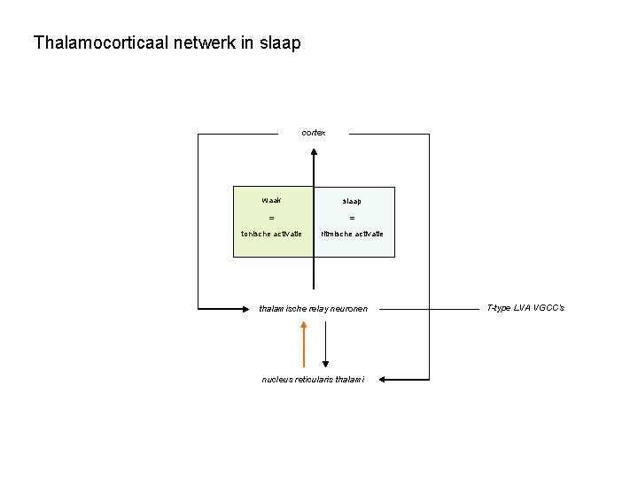 Thalamocorticaal netwerk in slaap cortex waak slaap = = tonische activatie ritmische activatie thalamische