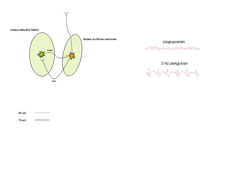 nucleus reticularis thalami thalamocorticale neuronen slaapspoelen GABA 3 Hz piekgolven GLU - 55 m.