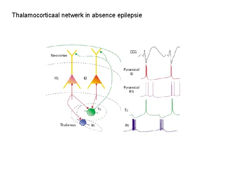Thalamocorticaal netwerk in absence epilepsie 