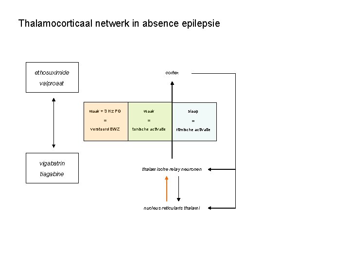 Thalamocorticaal netwerk in absence epilepsie ethosuximide cortex valproaat vigabatrin tiagabine waak + 3 Hz