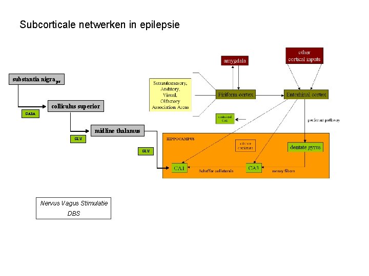 Subcorticale netwerken in epilepsie substantia nigra pr colliculus superior GABA midline thalamus GLU Nervus