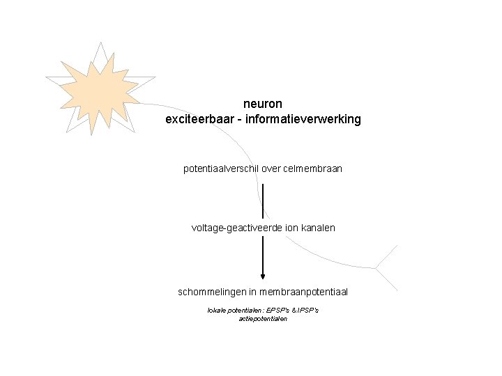 neuron exciteerbaar - informatieverwerking potentiaalverschil over celmembraan voltage-geactiveerde ion kanalen schommelingen in membraanpotentiaal lokale