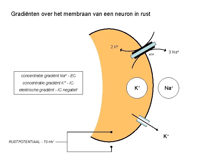 Gradiënten over het membraan van een neuron in rust 2 K+ ATP 3 Na+