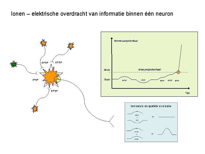 Ionen – elektrische overdracht van informatie binnen één neuron Membraanpotentiaal EPSP drempelpotentiaal -55 m.