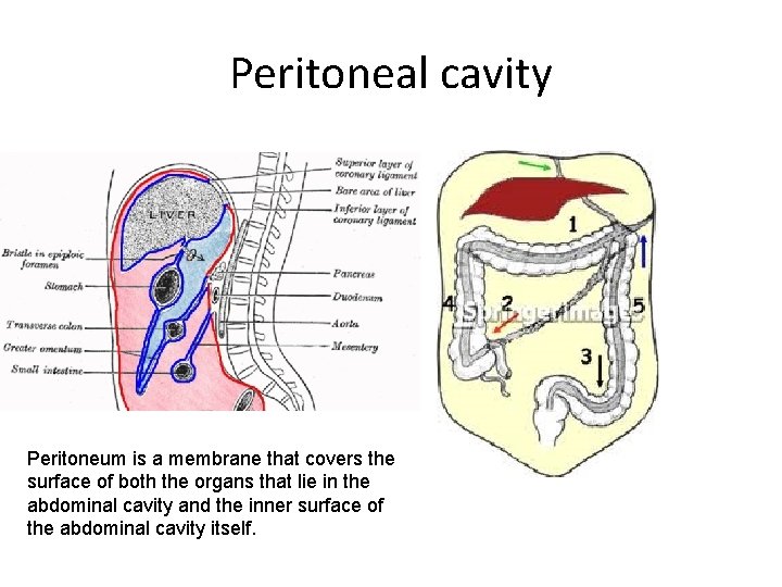 Peritoneal cavity Peritoneum is a membrane that covers the surface of both the organs