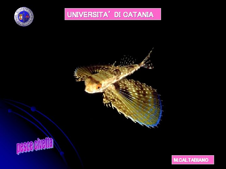 UNIVERSITA’ DI CATANIA M. CALTABIANO 