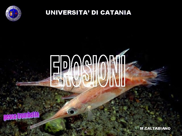 UNIVERSITA’ DI CATANIA M. CALTABIANO 