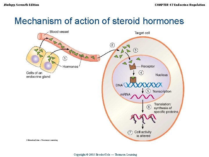 Biology, Seventh Edition CHAPTER 47 Endocrine Regulation Mechanism of action of steroid hormones Copyright