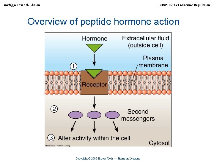 Biology, Seventh Edition CHAPTER 47 Endocrine Regulation Overview of peptide hormone action Copyright ©