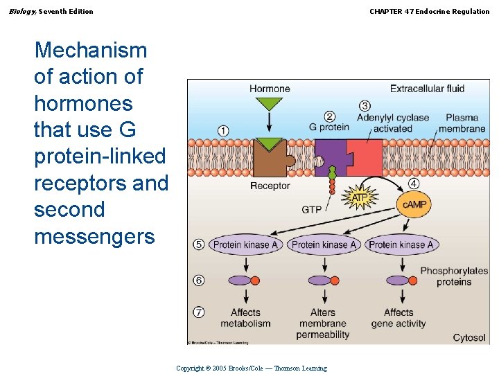 Biology, Seventh Edition CHAPTER 47 Endocrine Regulation Mechanism of action of hormones that use