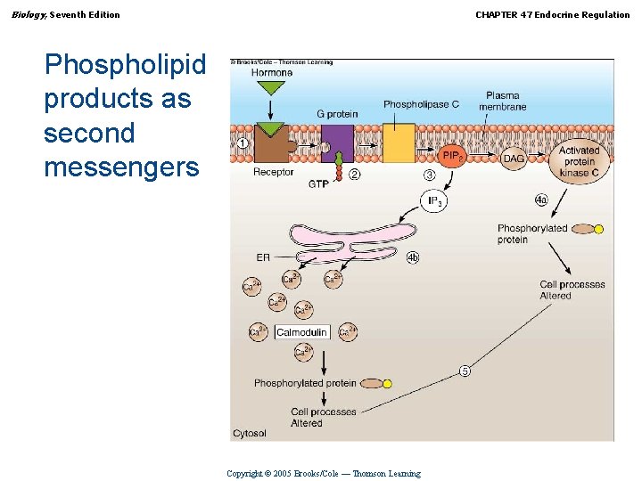 Biology, Seventh Edition CHAPTER 47 Endocrine Regulation Phospholipid products as second messengers Copyright ©