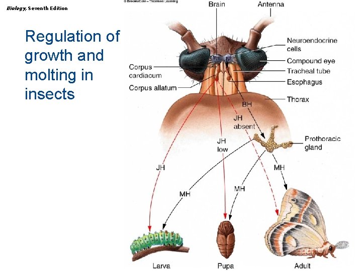 Biology, Seventh Edition CHAPTER 47 Endocrine Regulation of growth and molting in insects Copyright