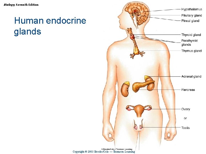 Biology, Seventh Edition CHAPTER 47 Endocrine Regulation Human endocrine glands Copyright © 2005 Brooks/Cole