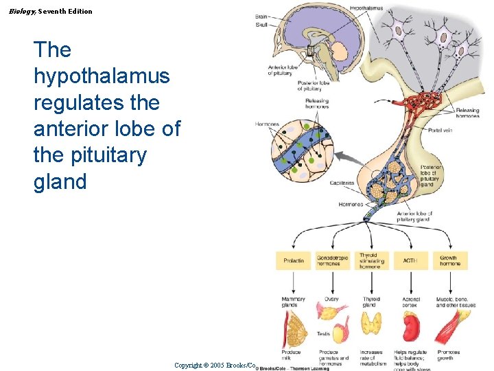 Biology, Seventh Edition CHAPTER 47 Endocrine Regulation The hypothalamus regulates the anterior lobe of