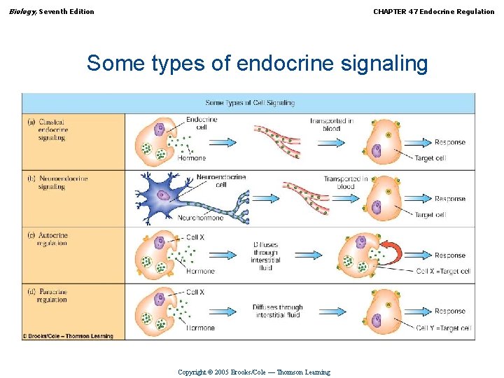 Biology, Seventh Edition CHAPTER 47 Endocrine Regulation Some types of endocrine signaling Copyright ©